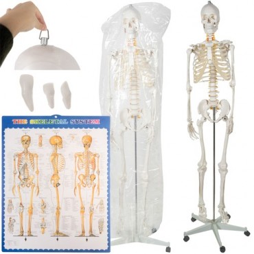 Szkielet człowieka- 170cm...
